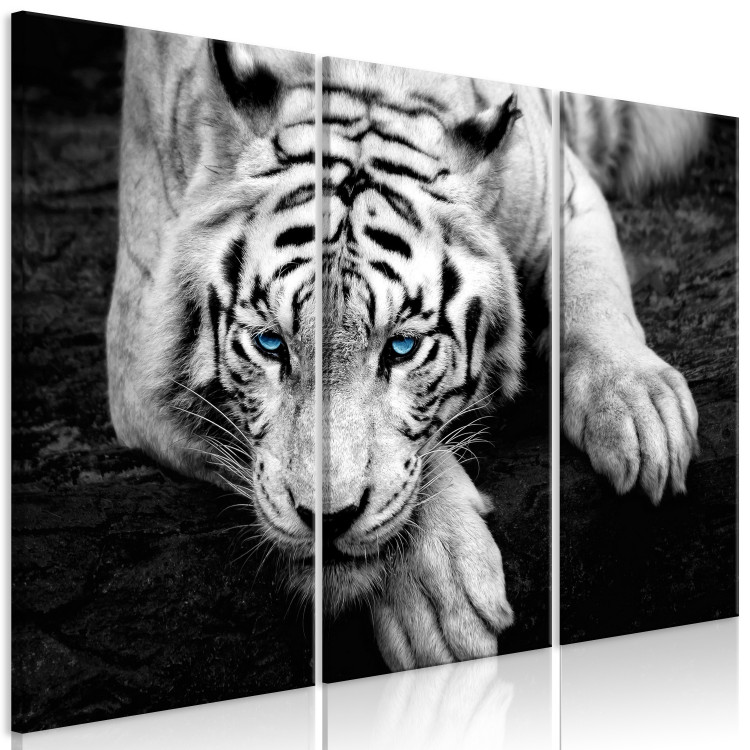 Canvas Calm tiger - triptych with a lying tiger with blue eyes 128779 additionalImage 2