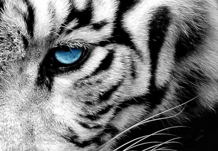 Canvas Calm tiger - triptych with a lying tiger with blue eyes 128779 additionalImage 4