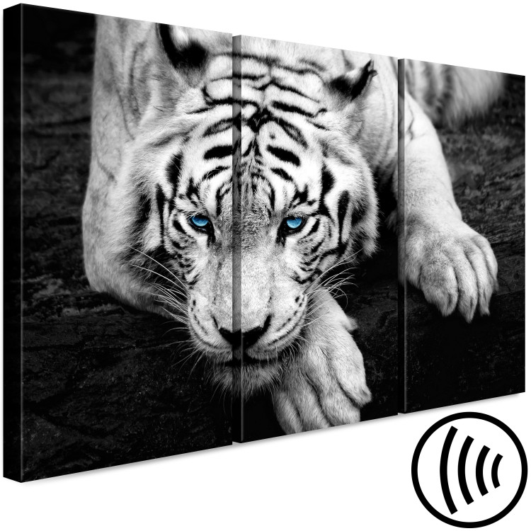 Canvas Calm tiger - triptych with a lying tiger with blue eyes 128779 additionalImage 6
