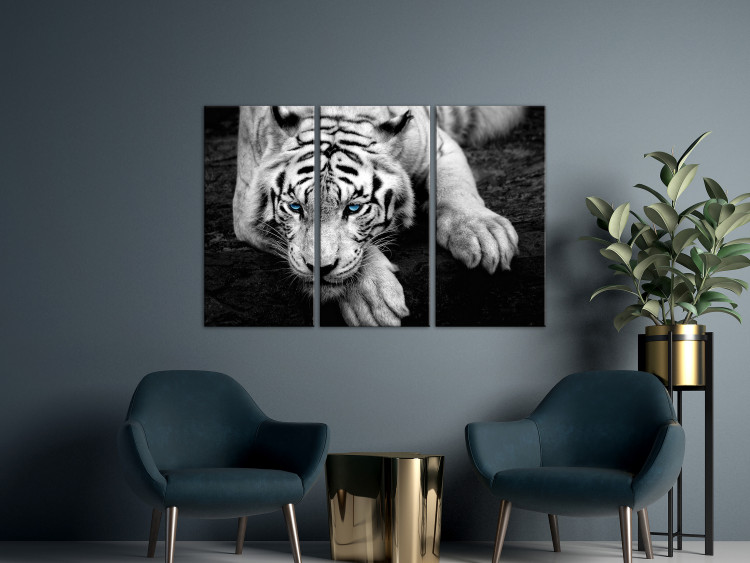 Canvas Calm tiger - triptych with a lying tiger with blue eyes 128779 additionalImage 3