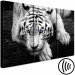 Canvas Calm tiger - triptych with a lying tiger with blue eyes 128779 additionalThumb 6