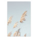 Poster Feathery Transience - landscape of a sunny field from a frog's perspective 129479