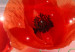 Large canvas print Stellar Poppies [Large Format] 132379 additionalThumb 4