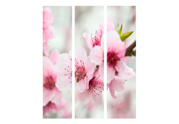 Folding Screen Pink Cherry Blossoms (3-piece) - floral composition 132779 additionalImage 3