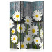 Room Divider Screen Return to Innocence - composition of white daisies on a wooden plank background 133879