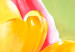 Canvas Tulips in Bloom Again (3-piece) - Colourful flowers on a green background 48679 additionalThumb 3