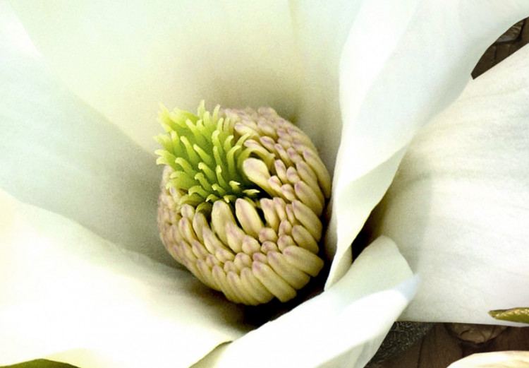 Canvas Print Texture and magnolia 55679 additionalImage 5