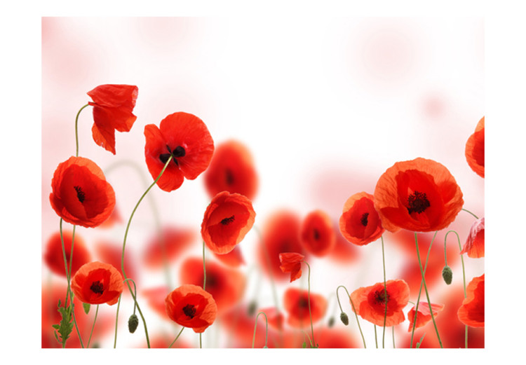 Photo Wallpaper Poppies - Modern Abstraction of Red Poppies on a Contrasting Background 60379 additionalImage 1