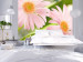 Photo Wallpaper Two pink gerbera daisies 60679