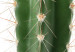 Poster Living Cactus - funny green prickly plant with eyes on a white background 116889 additionalThumb 8