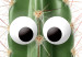 Poster Living Cactus - funny green prickly plant with eyes on a white background 116889 additionalThumb 9