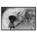 Wall Poster Fleeing Memory - black and white composition with scattered dandelions 118289 additionalThumb 15