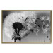 Wall Poster Fleeing Memory - black and white composition with scattered dandelions 118289 additionalThumb 14