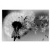 Wall Poster Fleeing Memory - black and white composition with scattered dandelions 118289