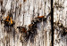 Wall Poster Timeless Tale - texture of wooden planks with brown dust 124489 additionalThumb 9