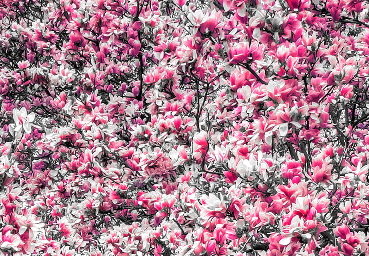 Canvas Art Print Magnolia Park (1-part) wide - pink flowers in a gray setting 128789 additionalImage 5