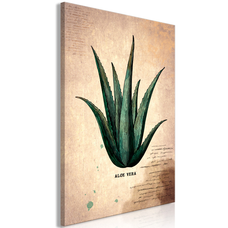 Canvas Print Herb Notebook Page (1-part) vertical - aloe leaf in vintage style 129389 additionalImage 2