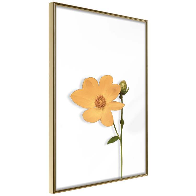 Wall Poster Lovely Flower - a plant with a yellow flower on a uniform white background 130789 additionalImage 12