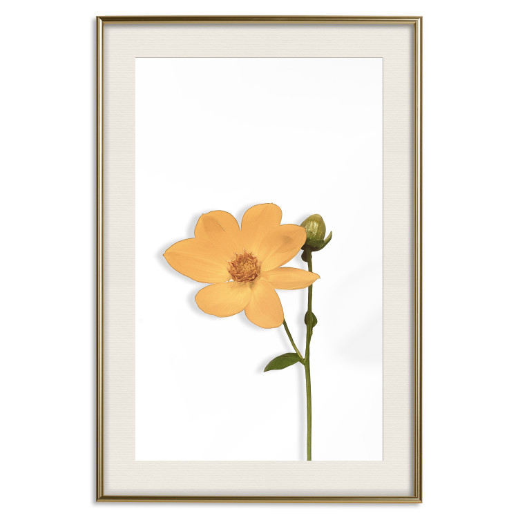 Wall Poster Lovely Flower - a plant with a yellow flower on a uniform white background 130789 additionalImage 22