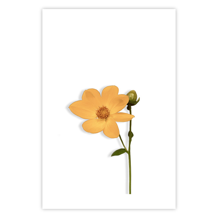 Wall Poster Lovely Flower - a plant with a yellow flower on a uniform white background 130789 additionalImage 14
