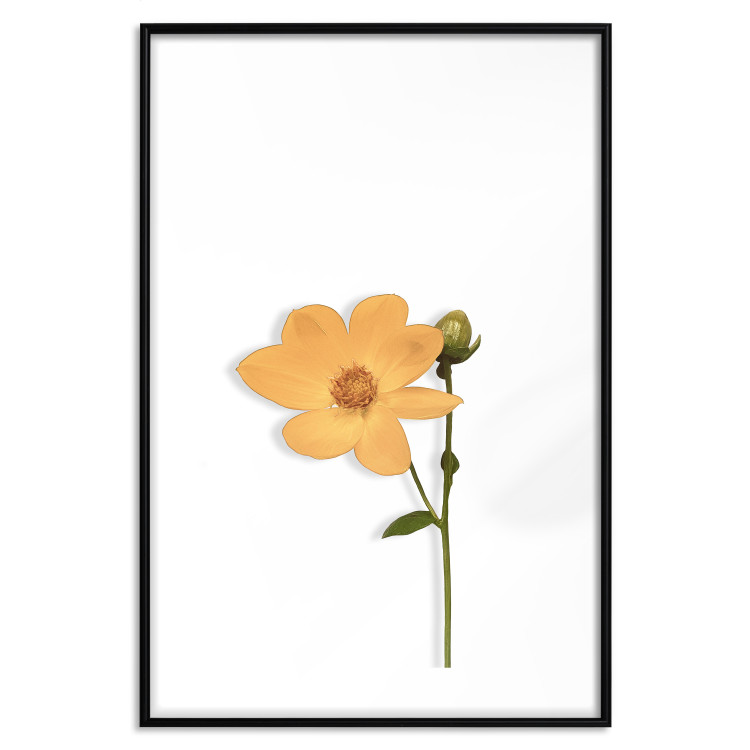Wall Poster Lovely Flower - a plant with a yellow flower on a uniform white background 130789 additionalImage 17