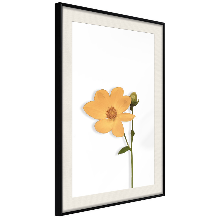 Wall Poster Lovely Flower - a plant with a yellow flower on a uniform white background 130789 additionalImage 2