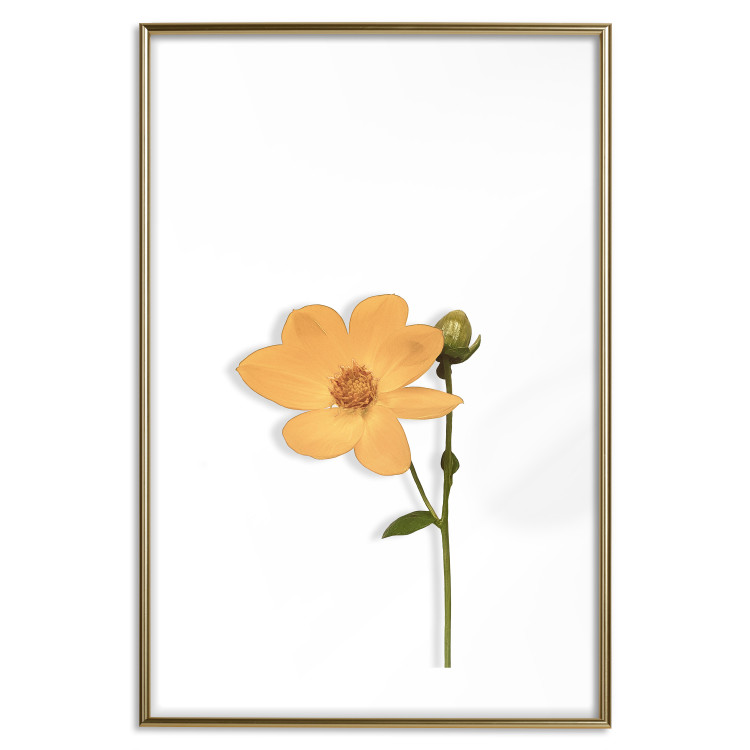 Wall Poster Lovely Flower - a plant with a yellow flower on a uniform white background 130789 additionalImage 27