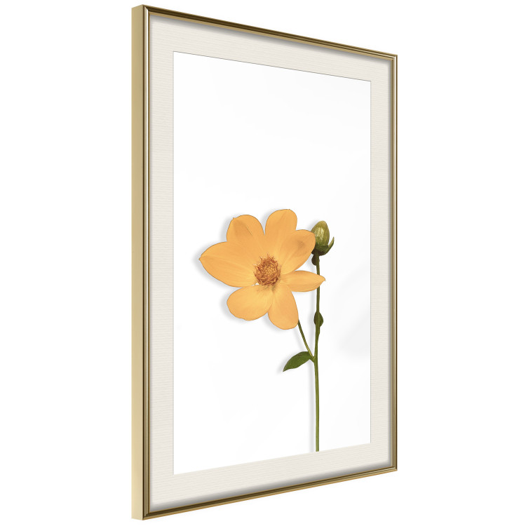 Wall Poster Lovely Flower - a plant with a yellow flower on a uniform white background 130789 additionalImage 3