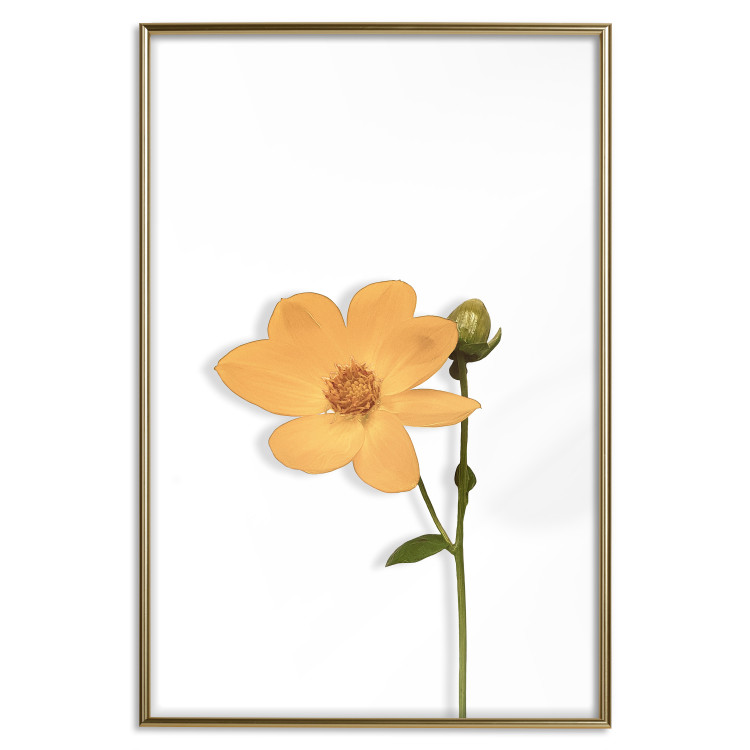 Wall Poster Lovely Flower - a plant with a yellow flower on a uniform white background 130789 additionalImage 18