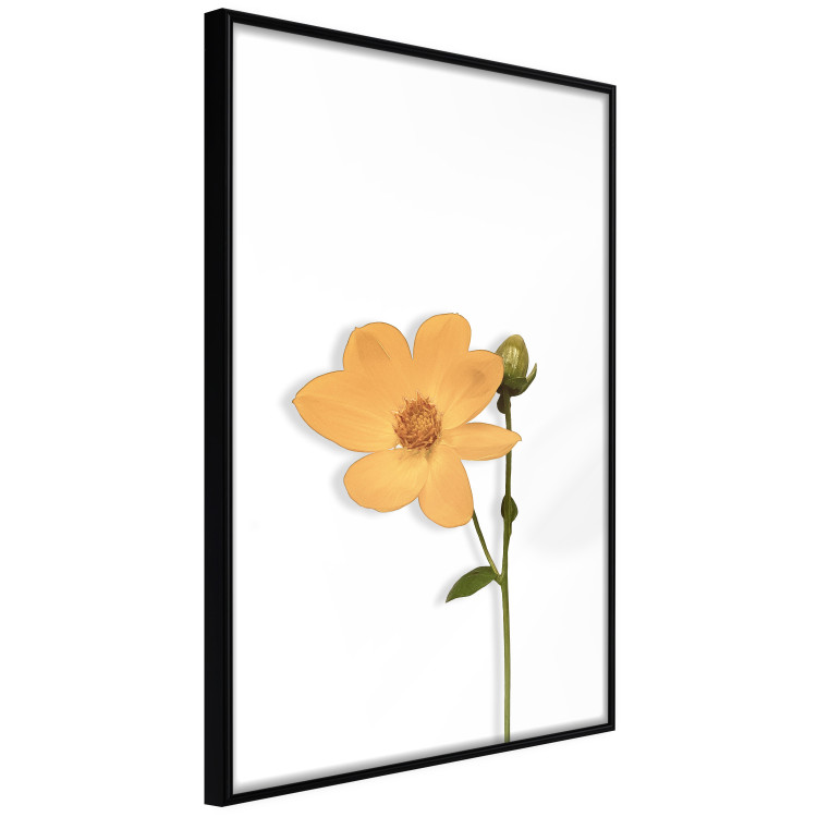 Wall Poster Lovely Flower - a plant with a yellow flower on a uniform white background 130789 additionalImage 11