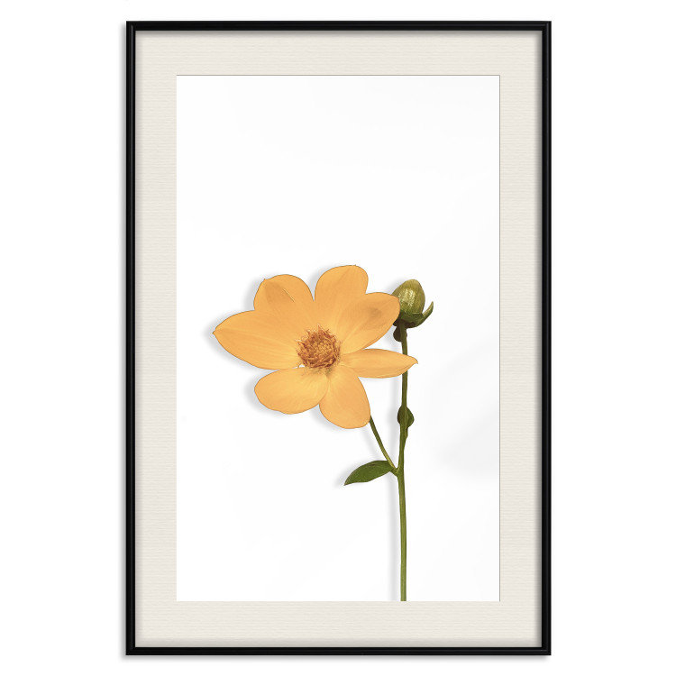 Wall Poster Lovely Flower - a plant with a yellow flower on a uniform white background 130789 additionalImage 24