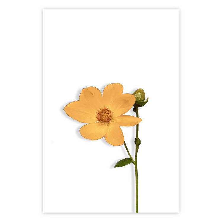 Wall Poster Lovely Flower - a plant with a yellow flower on a uniform white background 130789