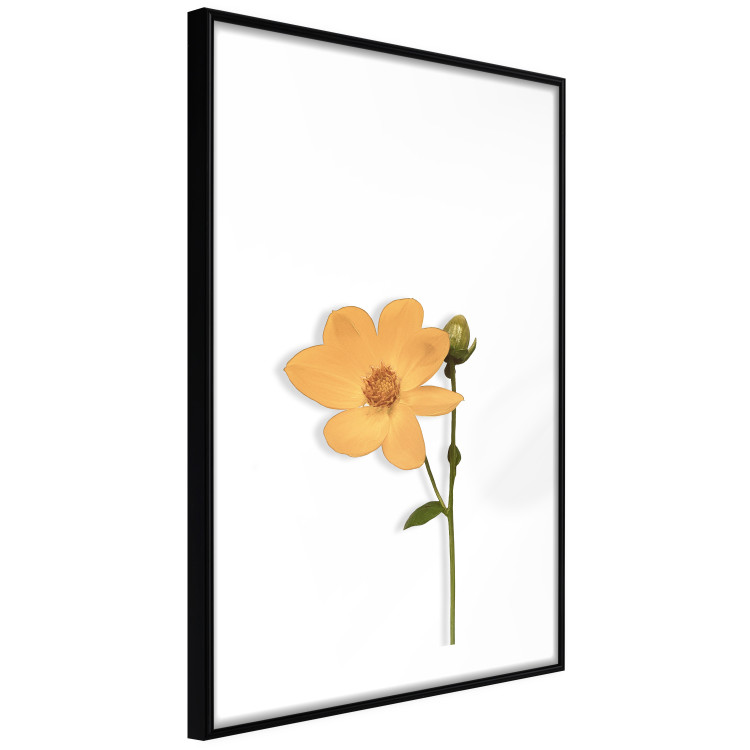 Wall Poster Lovely Flower - a plant with a yellow flower on a uniform white background 130789 additionalImage 8