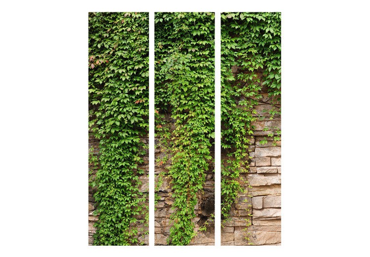 Room Divider Ivy Wall - light brick wall covered with green leafy plant 133789 additionalImage 3