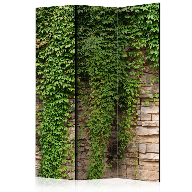 Room Divider Ivy Wall - light brick wall covered with green leafy plant 133789