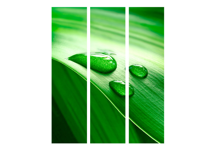 Folding Screen Leaf and Three Water Droplets - full greenery plant composition of nature 133989 additionalImage 3