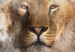 Canvas Lion Portrait (3-piece) - wild cat from three different perspectives 138689 additionalThumb 4