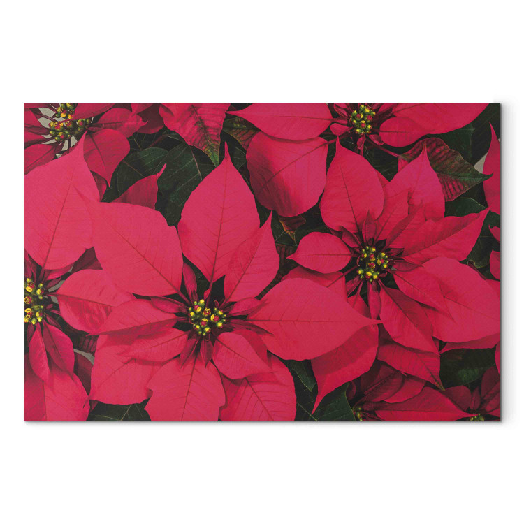 Canvas Art Print Beauty of Christmas - Composition With Red Flowers of the Star of Bethlehem 151689