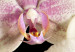 Canvas Print An orchid on a contrasting background 58589 additionalThumb 4
