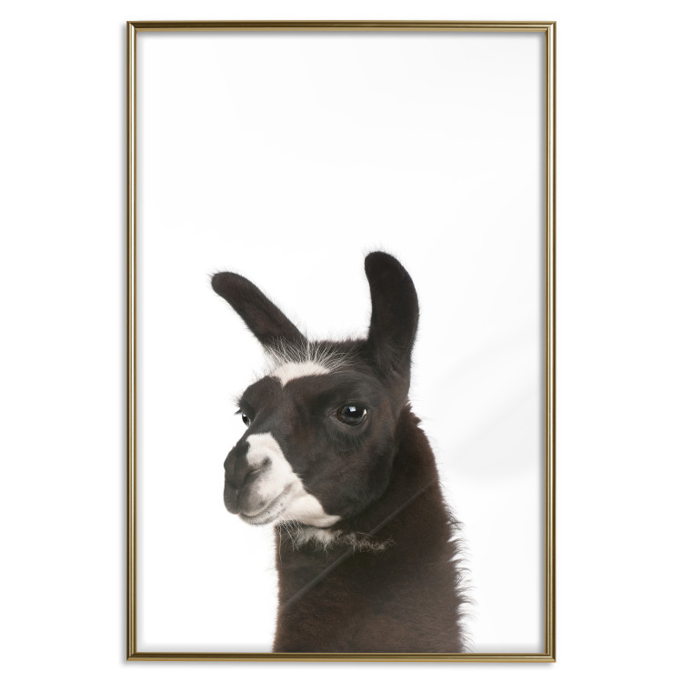 Wall Poster Llama - composition for children with a black and white furry animal 114399 additionalImage 16