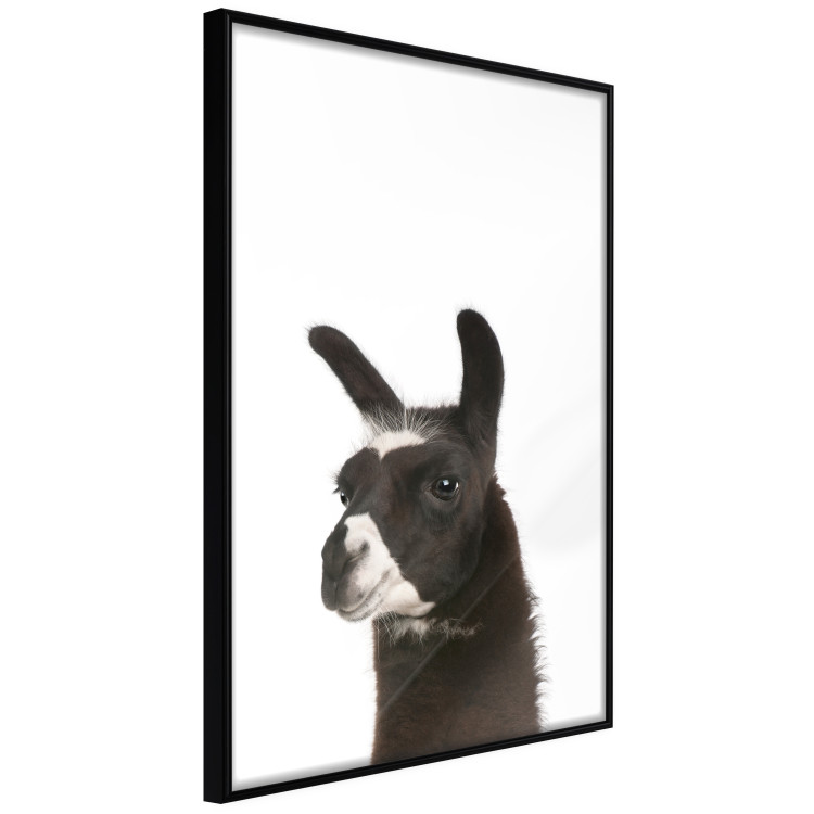 Wall Poster Llama - composition for children with a black and white furry animal 114399 additionalImage 12