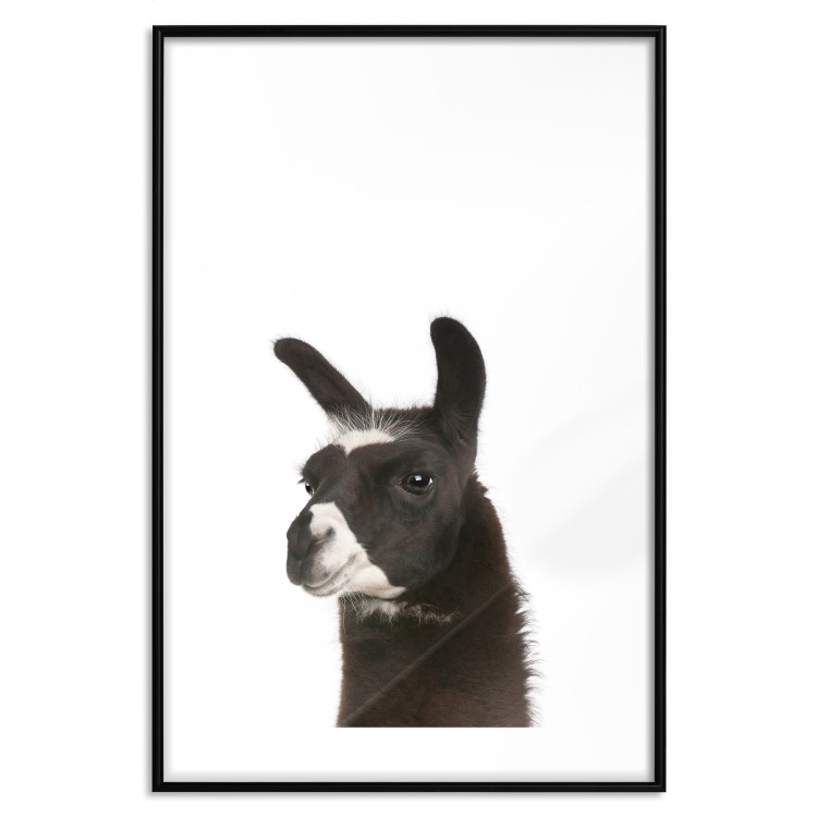 Wall Poster Llama - composition for children with a black and white furry animal 114399 additionalImage 17
