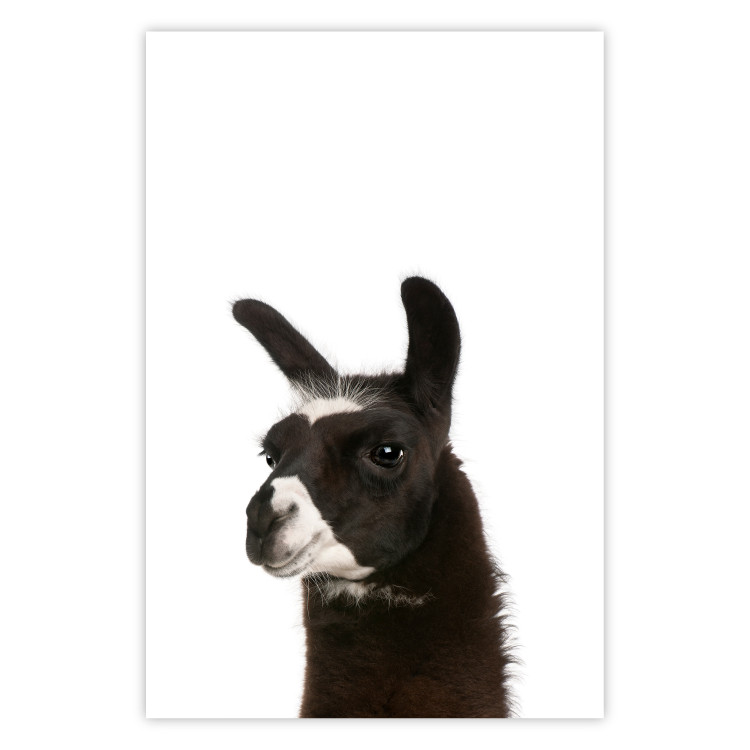 Wall Poster Llama - composition for children with a black and white furry animal 114399