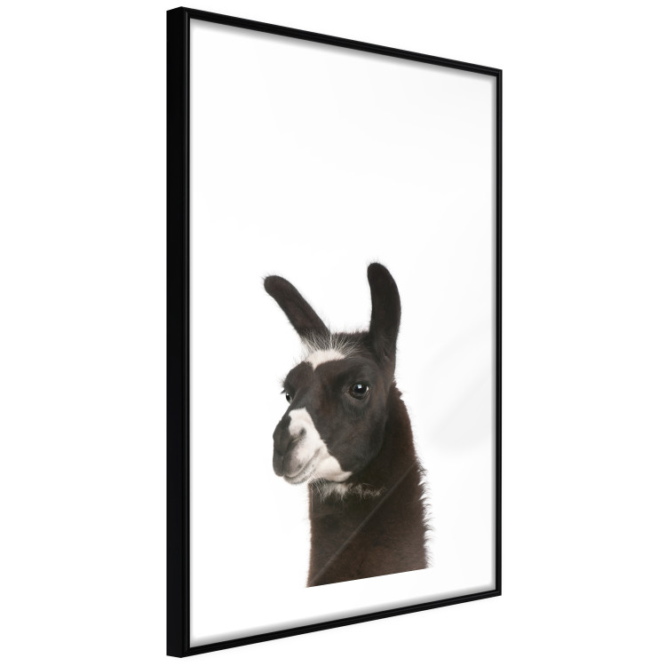 Wall Poster Llama - composition for children with a black and white furry animal 114399 additionalImage 13