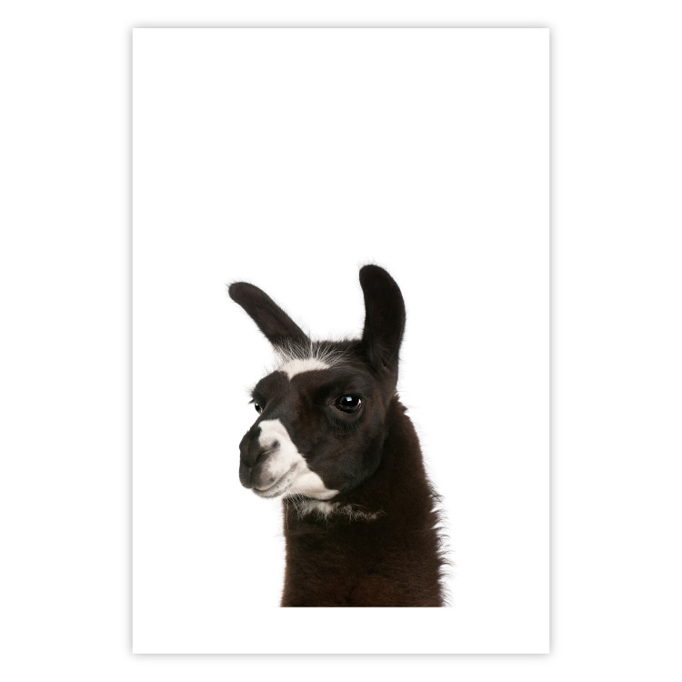 Wall Poster Llama - composition for children with a black and white furry animal 114399 additionalImage 25