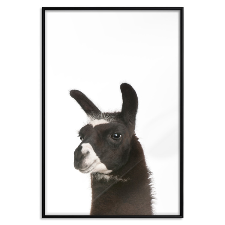 Wall Poster Llama - composition for children with a black and white furry animal 114399 additionalImage 24