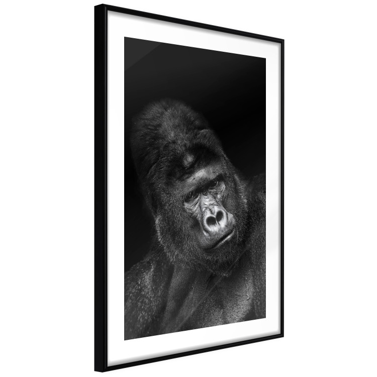 Poster Mountain Gorilla - black and white composition with a portrait of an African ape 116499 additionalImage 12
