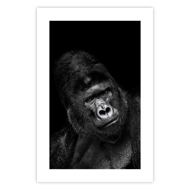 Poster Mountain Gorilla - black and white composition with a portrait of an African ape 116499 additionalImage 19
