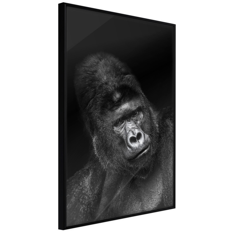 Poster Mountain Gorilla - black and white composition with a portrait of an African ape 116499 additionalImage 9