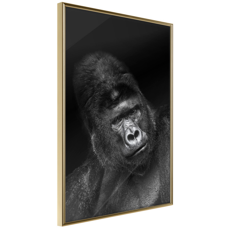 Poster Mountain Gorilla - black and white composition with a portrait of an African ape 116499 additionalImage 11